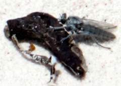 Stichopogoninae