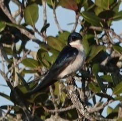 Hirundo dimidiata