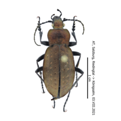 Carabus sylvestris