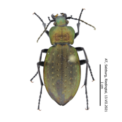 Carabus sylvestris