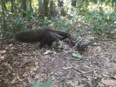 Myrmecophaga tridactyla