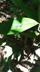 Riodinidae