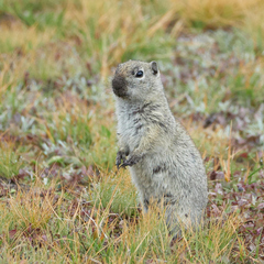 Urocitellus beldingi