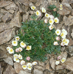Ranunculus glacialis