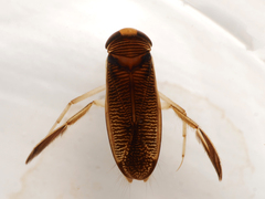 Hesperocorixa linnaei