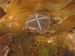 Staurostoma mertensii