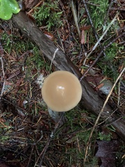 Psathyrella longistriata