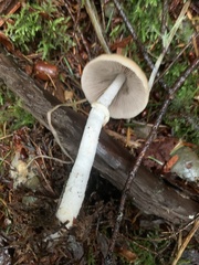 Psathyrella longistriata