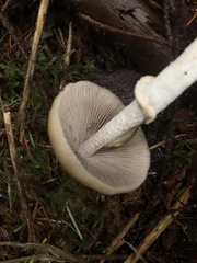 Psathyrella longistriata