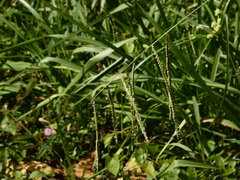 Eleusine indica