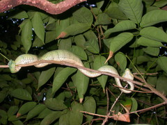 Tropidolaemus subannulatus