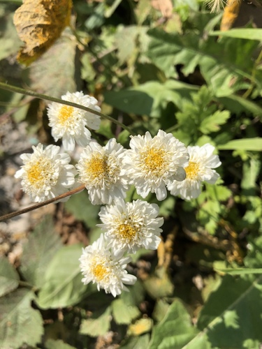 rimbaba obyčajná (Tanacetum parthenium)
