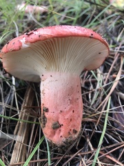 Russula rhodocephala