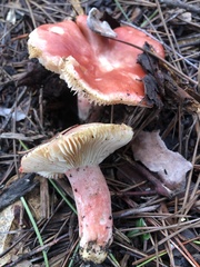Russula rhodocephala