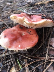 Russula rhodocephala