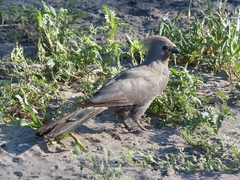 Corythaixoides concolor