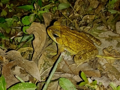 Rhinella crucifer