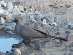Corythaixoides concolor
