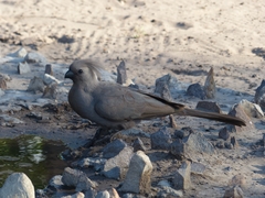 Corythaixoides concolor