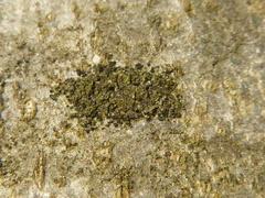 Ascodichaena