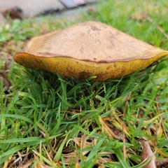 Suillus