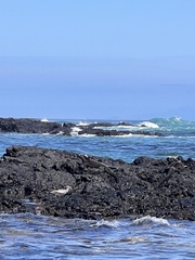 Butorides striata sundevalli