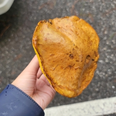 Suillus