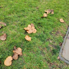 Suillus