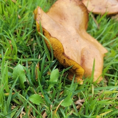 Suillus