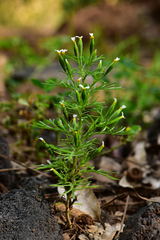 Tagetes filifolia