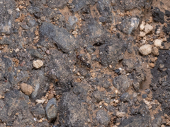 Monomorium salomonis