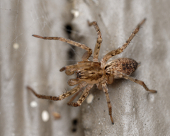 Anyphaena