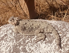 Phrynosoma coronatum