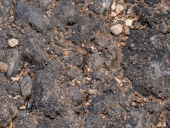 Monomorium salomonis