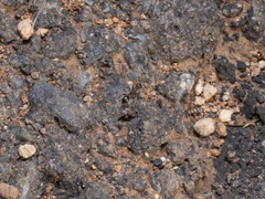 Monomorium salomonis