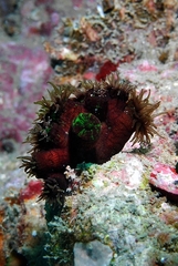 Tubastraea