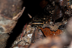 Dendrobates truncatus