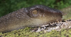 Limax cinereoniger