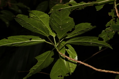 Dendrocnide photiniiphylla