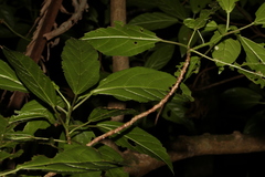 Dendrocnide photiniiphylla