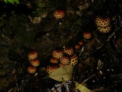 Fungi