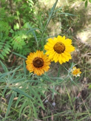 Xerochrysum bracteatum