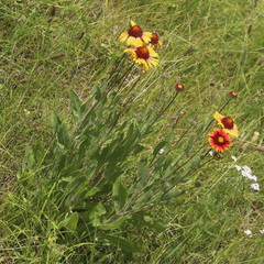 Gaillardia × grandiflora
