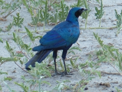 Lamprotornis australis