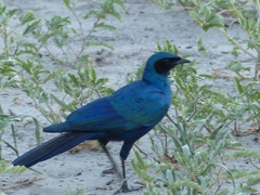 Lamprotornis australis