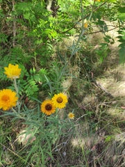 Xerochrysum bracteatum