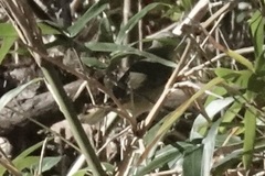 Leiothlypis celata