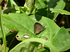 Hermeuptychia canthe