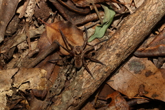 Heteropoda distincta