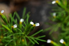 Tagetes filifolia